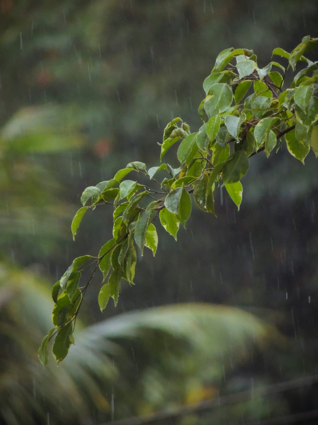 Understanding Monsoon: The Life-Giving Rain