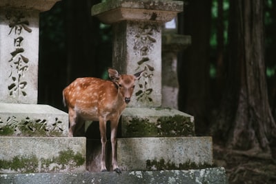 PFAS "Forever Chemicals" Threaten Japanese Wildlife: What You Need to Know About Environmental Contamination and Endangered Species